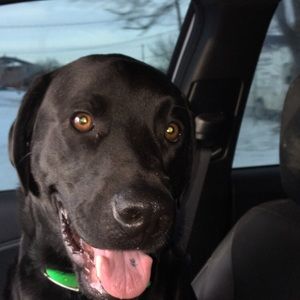 Meet your Posher, Sam